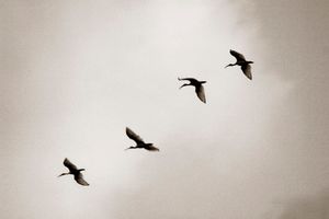 Dusk Landing