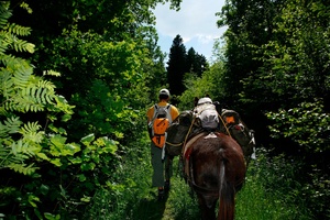 Back to nature, school excursion, nature reserve, moor landscape,  Maules, Gruyère. Excursion dans le marais de Maules.
