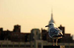 Seagull State