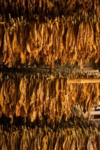 Drying Tobacco Leaves, Viñales.