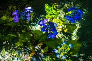 Hydrangea Macrophylla Normalis