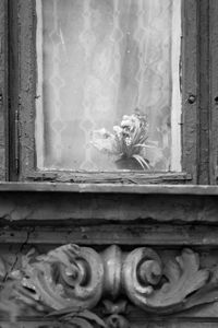 Lace curtain with plastic plant 2