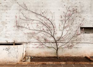 © Amanda Harman