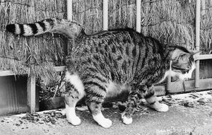 Stray Cats_27