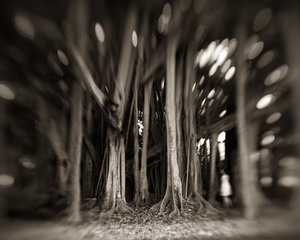 Visiting the Tree