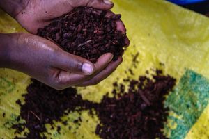 Hands Holding Madder Root, Musanze Rwanda Africa