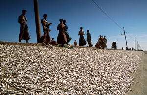 Small fish drying in the sun on a dyke, Moheskhali island near Cox's Bazar, Bangladesh