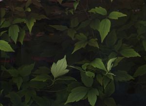 Adventures in a Suburban Garden