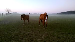 Horses in the mist.