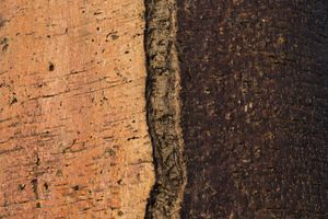Baobab texture detail ©Albert Normandin
