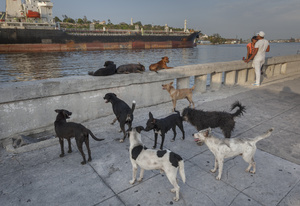 A merchant ship enters Havana narbour. A couple and stray dogs stand on the Malecón walkway.
