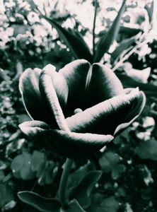 Tulip 9
