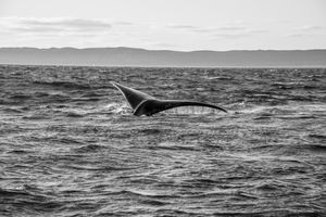 Whale BYN