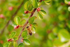 Bee at work