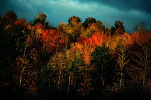 Portraits of Trees