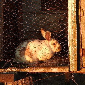 Anita's rabbit