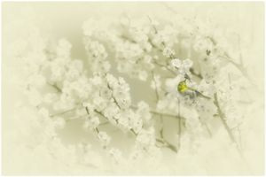 Plum and Japanese white-eye