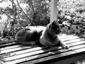 Stray Cats_34