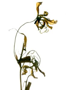 Flor 017