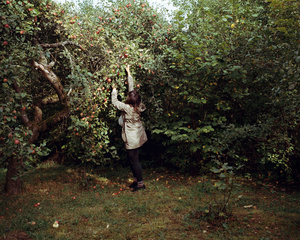 Girl picking up some apples in a garden in Kaunas, Lithuania, September 2015.