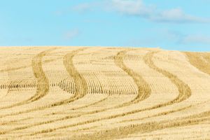 Palouse, WA. Study #51                        (46 45.0063N - 117 28.7550W)