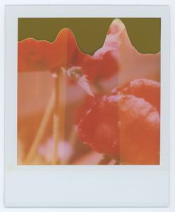 Red Poppy 04
