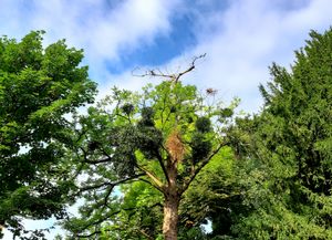 Trees 19