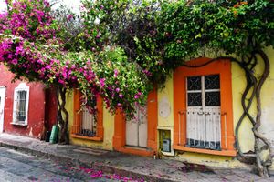 Pink Coral Vine, the Mexican Creeper