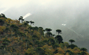 Crossed araucarias,