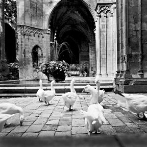 © Marcello Bertesi