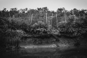 Human & Tiger Conflict