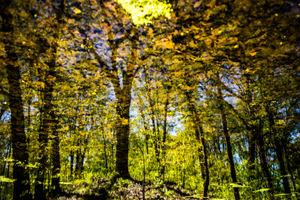 Foliating