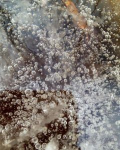 (1) frozen effervescent morning