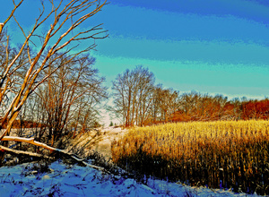 Corn Field in Winter--Delhi, NY