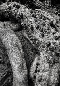Untitled (Faux Roots), Orlando, 1 8 22, Photo by Joe Bruha, Copyright 2022