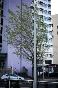 Urban trees, Urban & Street Photography, Landscape Photography, Documentary Photography. © Irena Siwiak Atamewan