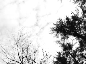 Tree Branches #2