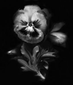 Purple Pansy in B&W