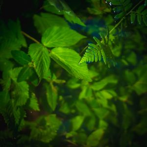 Busy Green