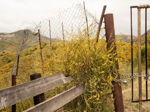 Wildflowers