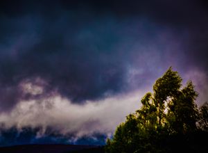 Storm trees