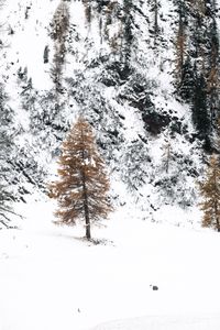 WinterGold
