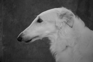 Borzoi