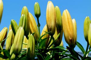 Buds
