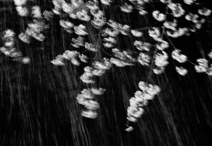 © Cesar Ordoñez