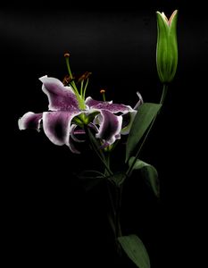 Floral 07