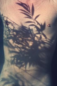 torso