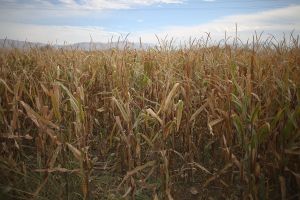 Dried corn field
