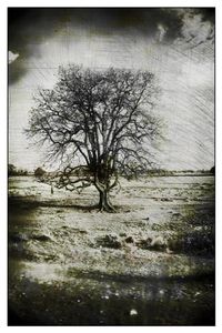 THE TREE OF LIFE