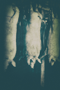 untitled from the series "Waiting for the Awakening"